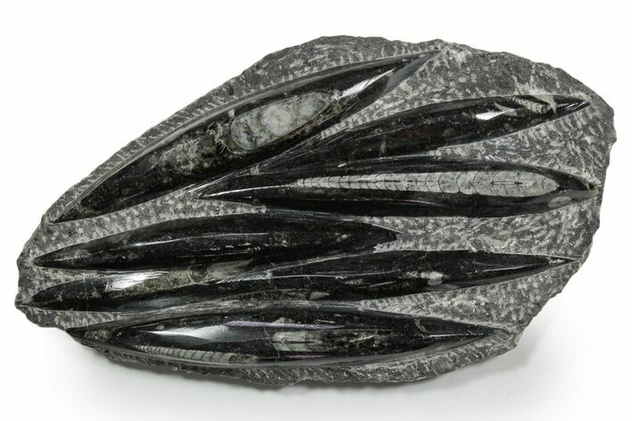 Polished Fossil Orthoceras (Cephalopod) Plate - Morocco #348387